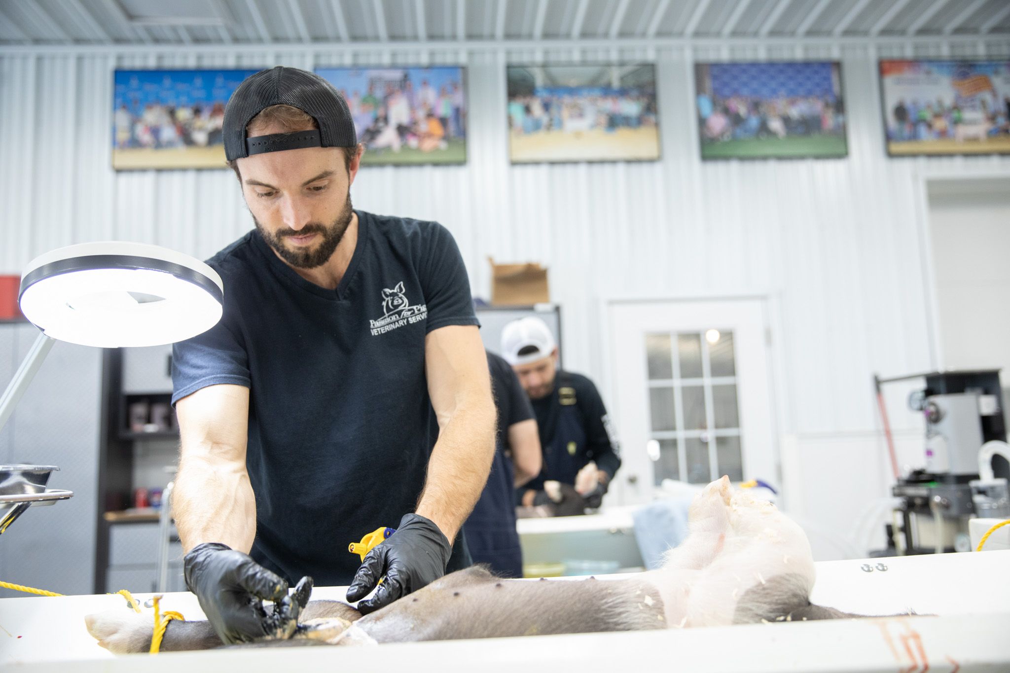 Vet cares for piglet