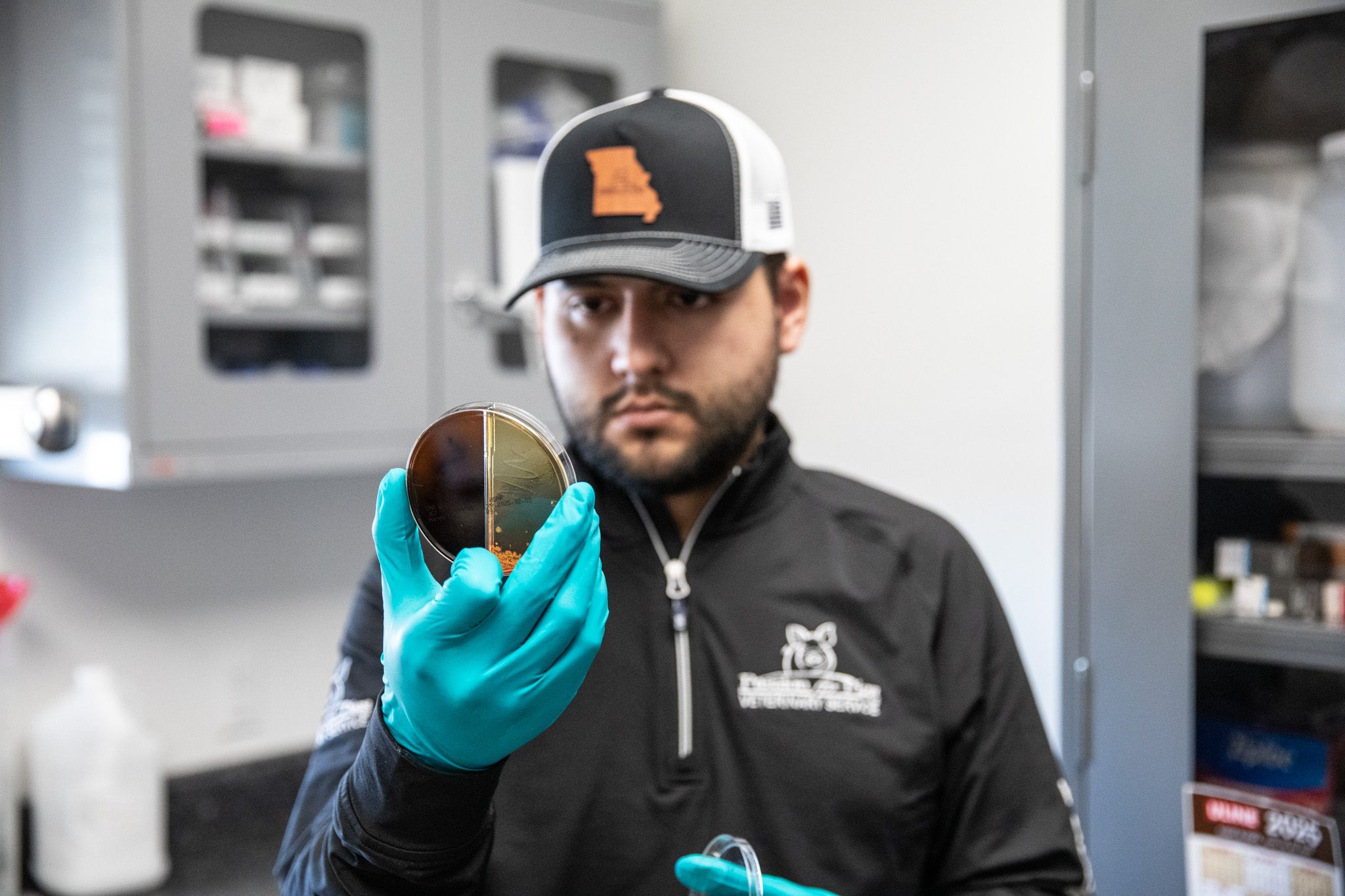 Lab tech observes cultures for swine health